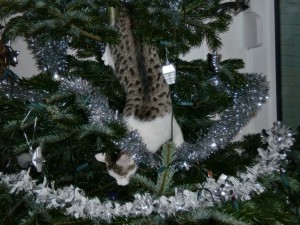 141224_Tiffy_Weihnachtsbaum