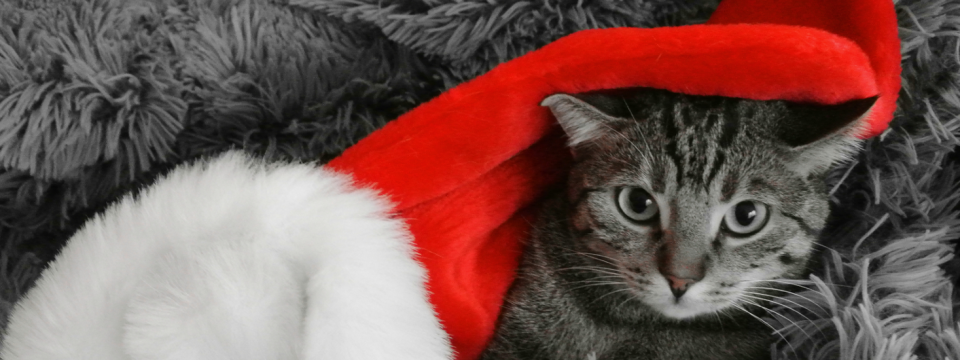 Frohe Weihnachtszeit & eingesundes neues Jahr!