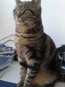 2015_2_Johnnie_Kater_vermisst