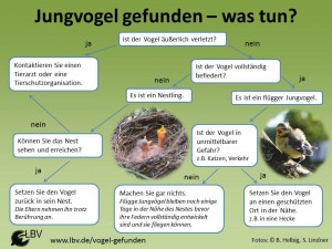 LBV_Leitfaden_Vogel_gefunden