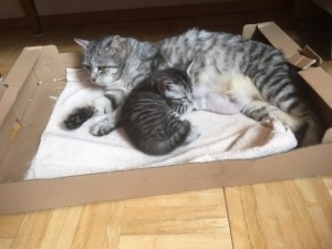 Mutterkaze mit 2 Babies