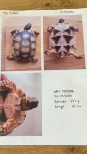 2018-5 Schildkröte Karpfsee