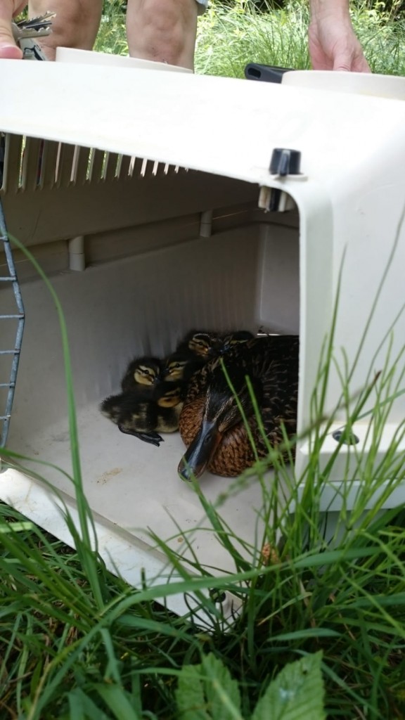 2018-6 Wildenten