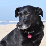 TASSO_Plakette_Hund-am-Strand