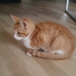 17.08. Fundkater aus Antdorf rotweiß getigert 5 Monate2