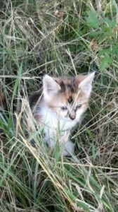 18-8 Babykatze gefunden Habach