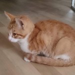 18-8-rotweißKater Kiano und Kaspar2