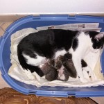 2018-9-neugeborene Katzenbabies2