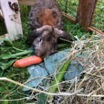 2018-9-Fundkaninchen Wertstoffhof2