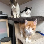 19-4-Tierschutz Gruppe Katzen