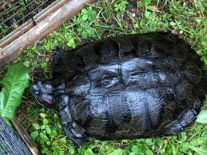 19-6-Rotwangen Schildkröte
