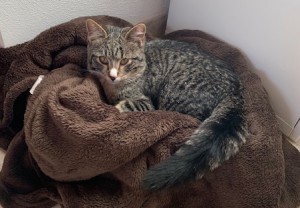 Graugetigerter Fundkater Sindelsdorf