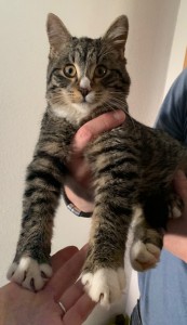 Graugetigerter Fundkater Sindelsdorf