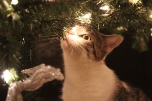 Weihnachten Katze riecht an Baum