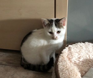 Amilia