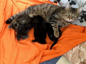 21-5-Mutterkatze Maja4 mit Babys