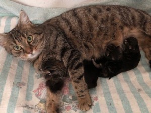 21-5-Mutterkatze Maja6 mit Babys