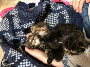 21-5-Mutterkatze Maja7 Babys Übersicht