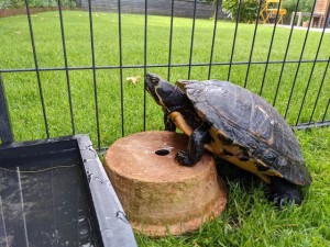 21-8-Fundschildkröte Seeshaupt1