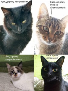2022-9-vermisste ukrainische Katzen
