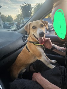 2024-7-Hund Milo1