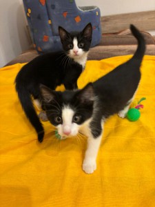 1a114b6d-f0a8-4ffe-b29e-7c37edd90c73