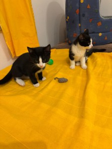 ac9b5ac6-5dd7-4134-8f64-30398c90a349