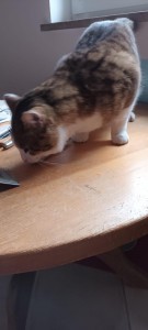 f3c14743-4817-4770-b1af-ab889c1eba6f