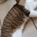 07791ea0-fd6c-4a65-85f3-f9d08b3de900