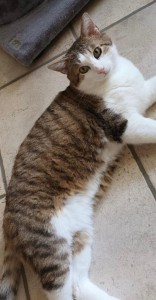 07791ea0-fd6c-4a65-85f3-f9d08b3de900