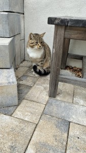 248531dc-5a9c-4de0-b926-bf2309974462